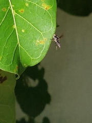 Ocyptamus dimidiatus