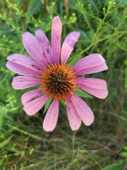 Echinacea