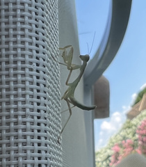 Mantis religiosa