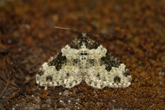 Xanthorhoe fluctuata