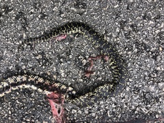 Lampropeltis holbrooki