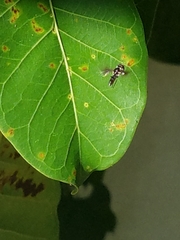 Ocyptamus dimidiatus