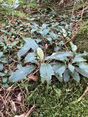 Hydrangea integrifolia
