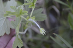 Pelargonium alchemilloides