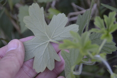 Pelargonium alchemilloides