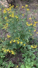 Jacobaea grandidentata