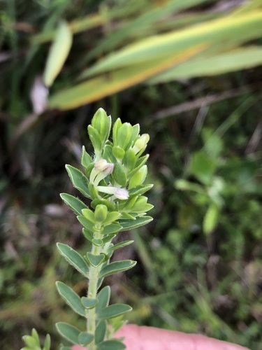 Image of Silky Capesaffron (Gnidia sericea) by (c) Caroline Voget, some rights reserved (CC BY)