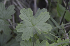 Pelargonium alchemilloides