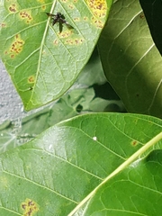 Ocyptamus dimidiatus