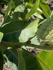 Harmonia axyridis