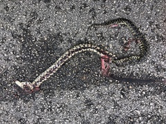 Lampropeltis holbrooki