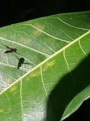 Ocyptamus dimidiatus