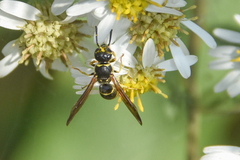 Ancistrocerus adiabatus