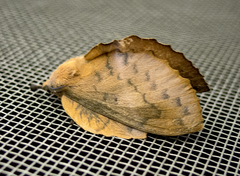 Gastropacha quercifolia