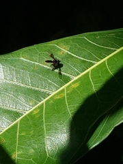 Ocyptamus dimidiatus