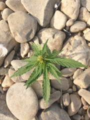 Cannabis sativa