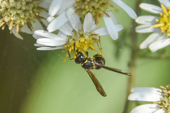 Ancistrocerus adiabatus