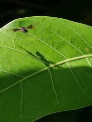 Ocyptamus dimidiatus