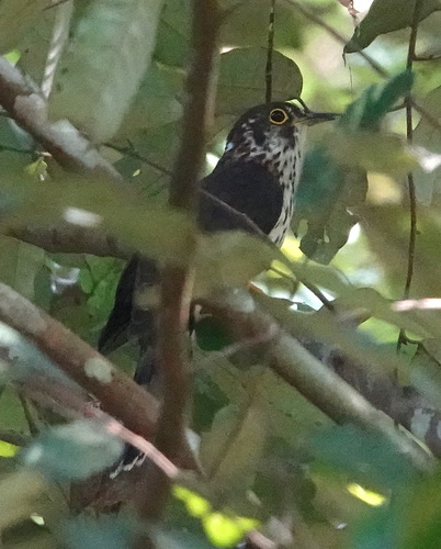 Moustached Hawk-Cuckoo (Hierococcyx vagans), photo 1