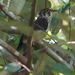 Moustached Hawk-Cuckoo - Photo (c) desertnaturalist, some rights reserved (CC BY), uploaded by desertnaturalist
