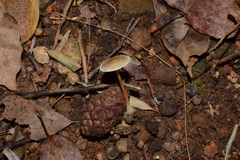 Strobilurus luchuensis