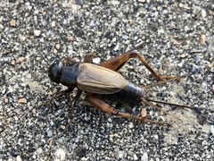Gryllus pennsylvanicus
