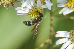 Ancistrocerus adiabatus