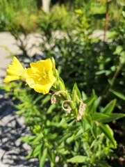 Oenothera pilosella