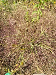 Eragrostis spectabilis