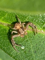 Thomisidae