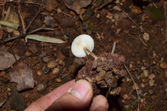 Strobilurus luchuensis