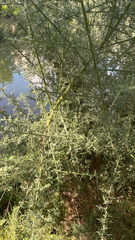 Tetranychus lintearius