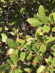 Rhododendron viscosum