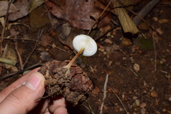 Strobilurus luchuensis