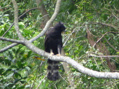 Spizaetus tyrannus