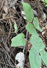 Prosartes hookeri