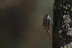 Certhia brachydactyla