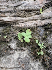 Peperomia tetraphylla