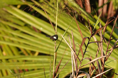 Malurus alboscapulatus