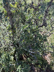 Cercocarpus