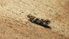 Aristotelia roseosuffusella