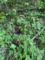 Pantherophis spiloides