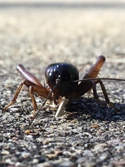 Gryllus pennsylvanicus