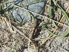 Oedipoda germanica