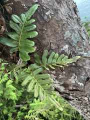 Polypodium scouleri