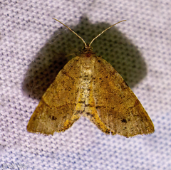 Mellilla xanthometata