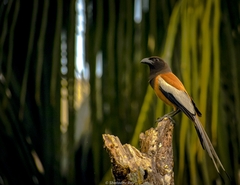 Dendrocitta vagabunda