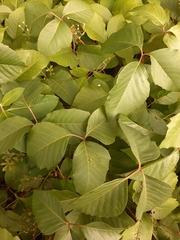 Toxicodendron rydbergii