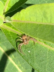 Thomisidae