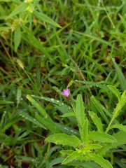 Tricholepis radicans